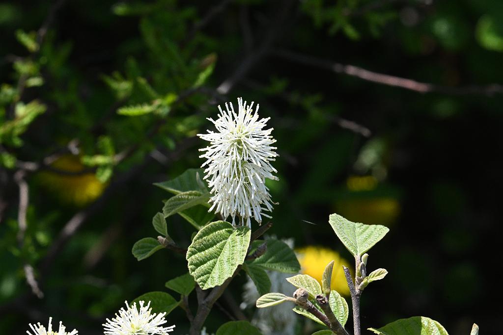 2025-05128452 Halibut Point State Park, MA.JPG - Fothergilla. Halibut Point State Park, MA, 55-12-2025